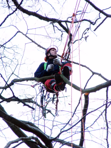 Bjarne i toppen af et stort bøgetræ